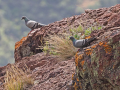 Columba livia canariensis