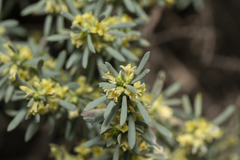 Thymelaea tartonraira