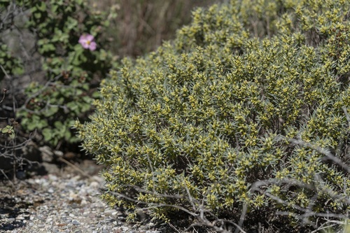Image of Thymelaea tarton by (c) Eleftherios Katsillis, some rights reserved (CC BY)