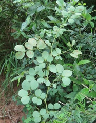 Senegalia nigrescens