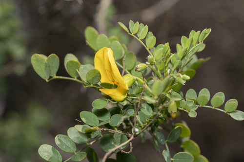 Image of Colutea insularis by (c) Eleftherios Katsillis, some rights reserved (CC BY)