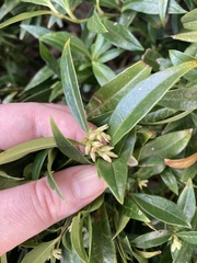 Sarcococca hookeriana
