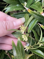 Sarcococca hookeriana