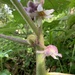 Solanum quitoense - Photo 由 Rob Cahill 所上傳的 (c) Rob Cahill，保留部份權利CC BY-NC