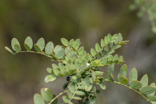 Image of Colutea insularis by (c) Eleftherios Katsillis, some rights reserved (CC BY)