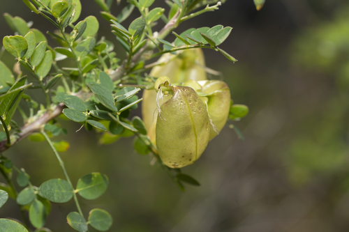 Image of Colutea insularis by (c) Eleftherios Katsillis, some rights reserved (CC BY)