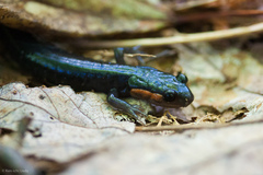 Plethodon jordani