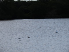 Ardea alba melanorhynchos
