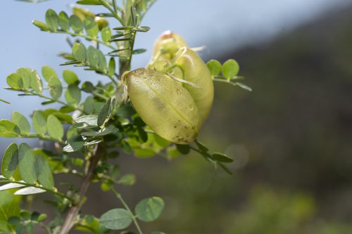 Image of Colutea insularis by (c) Eleftherios Katsillis, some rights reserved (CC BY)