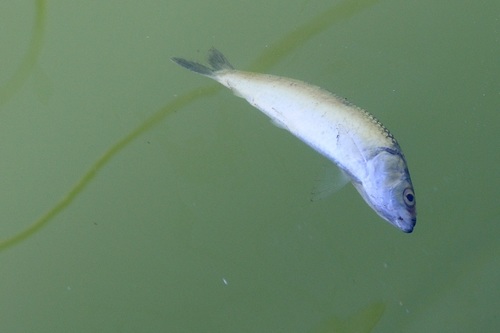 Araucanian herring (Strangomera bentincki) — Clupeidae — 3