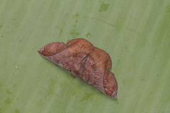 Thysanopyga abdominaria