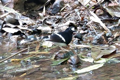 Enicurus leschenaulti