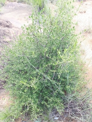 Vangueria triflora