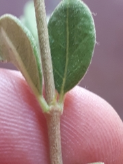 Vangueria triflora
