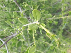 Vangueria triflora