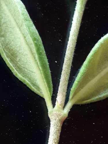 Image of Vangueria triflora by (c) Manuel R Popp, some rights reserved (CC BY)
