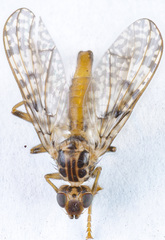 Boreothrinax maculipennis