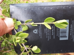 Vangueria triflora