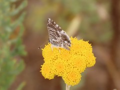 Cacyreus marshalli