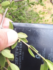 Vangueria triflora