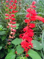 Salvia splendens