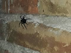 Araneae