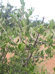 Vangueria triflora