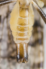 Boreothrinax maculipennis