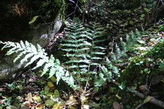 Dryopteris caucasica