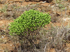 Crassula ericoides
