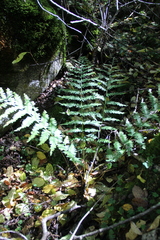 Dryopteris caucasica
