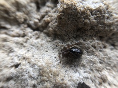 Enoplognatha marmorata