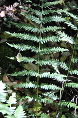 Dryopteris caucasica