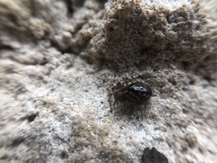 Enoplognatha marmorata