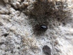 Enoplognatha marmorata