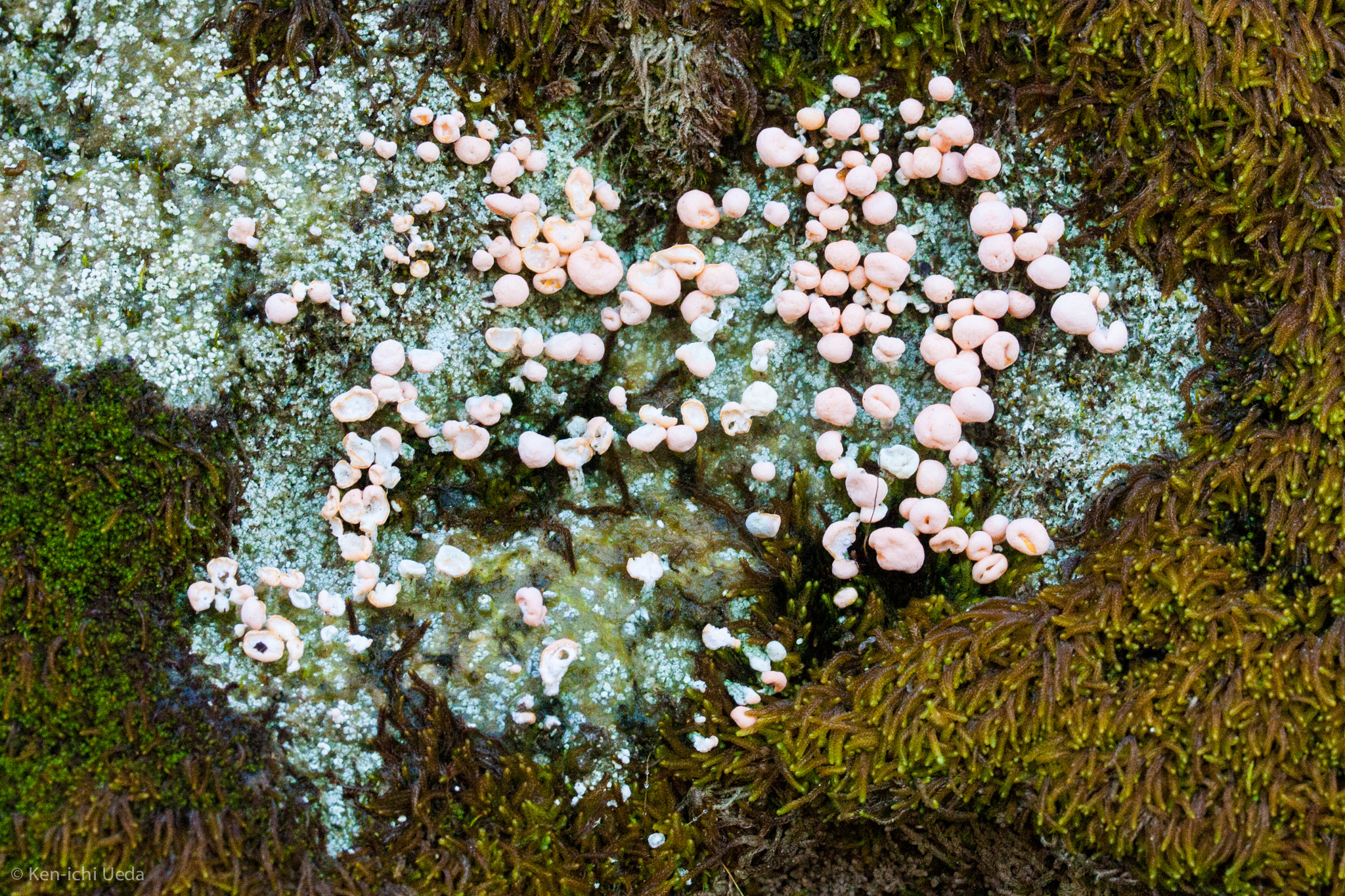 Dibaeis baeomyces image