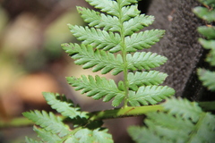 Dryopteris caucasica