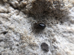 Enoplognatha marmorata