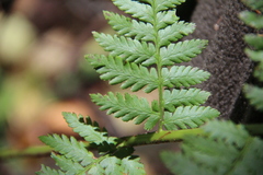 Dryopteris caucasica