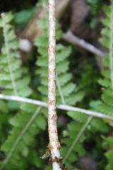 Dryopteris caucasica