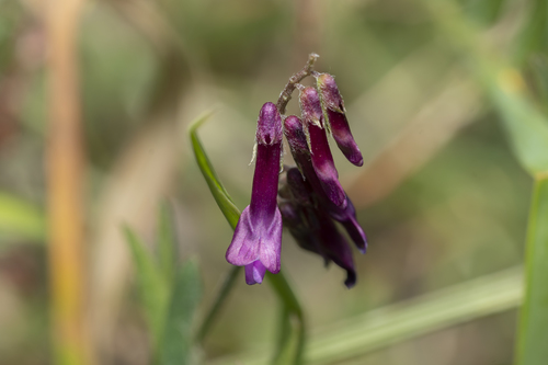 Image of Vicia eriocarpa by (c) Eleftherios Katsillis, some rights reserved (CC BY)