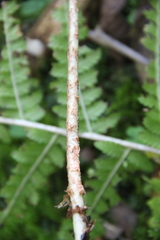 Dryopteris caucasica