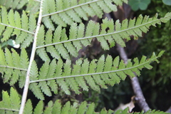 Dryopteris caucasica