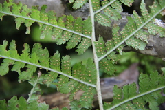 Dryopteris caucasica