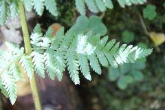 Dryopteris caucasica