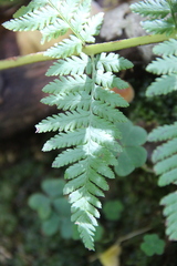 Dryopteris caucasica