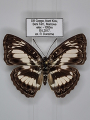 Euptera elabontas elabontas