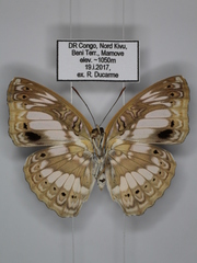Euptera elabontas elabontas
