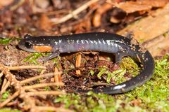 Plethodon jordani