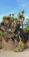 Yucca periculosa